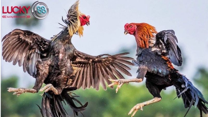 Đá gà Lucky88